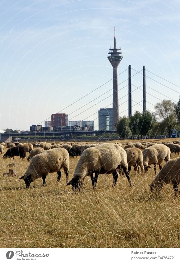 Climate change: flock of sheep on a dry field in Düsseldorf, Germany climate change extreme weather heat heat wave drought dried up city