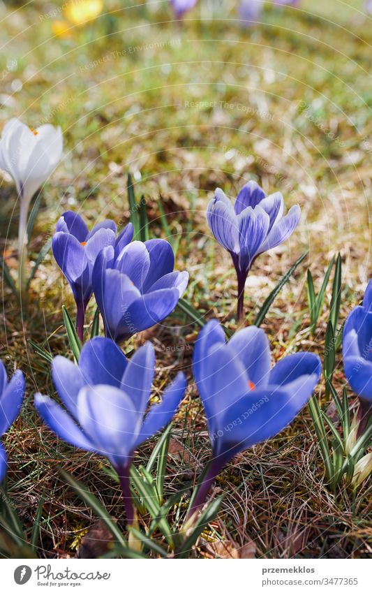 Crocuses wildflowers blooming at the beginning of spring awakening of spring crocus blue park change floral beauty violet garden nature close early pretty