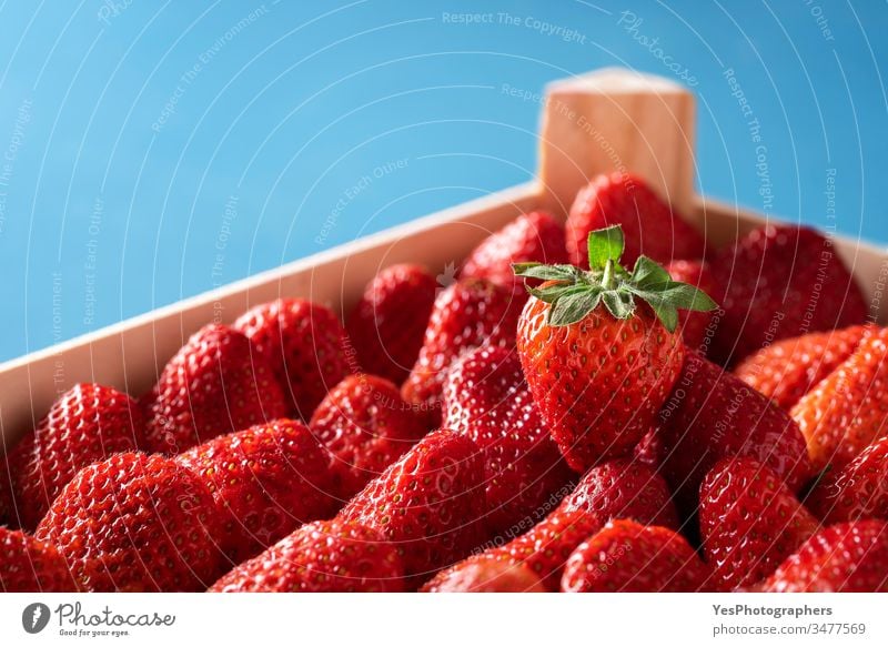 Strawberries in a box. Ripe organic strawberries close-up agriculture blue background colorful container crate crop delicious dessert diet dietary food fresh