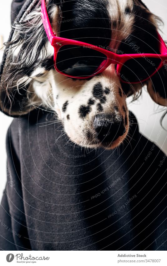 Cute dog in hoodie and sunglasses pet concept style funny animal cute happy domestic canine english setter garment apparel rest relax adorable purebred trendy