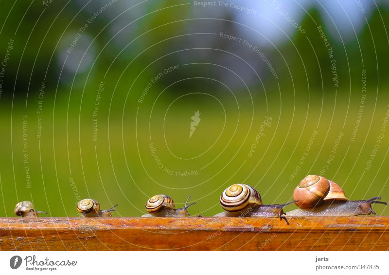 five and a half Nature Beautiful weather Animal Wild animal Snail 4 Animal family Going Hiking Natural Trip Attachment Family outing Colour photo Exterior shot