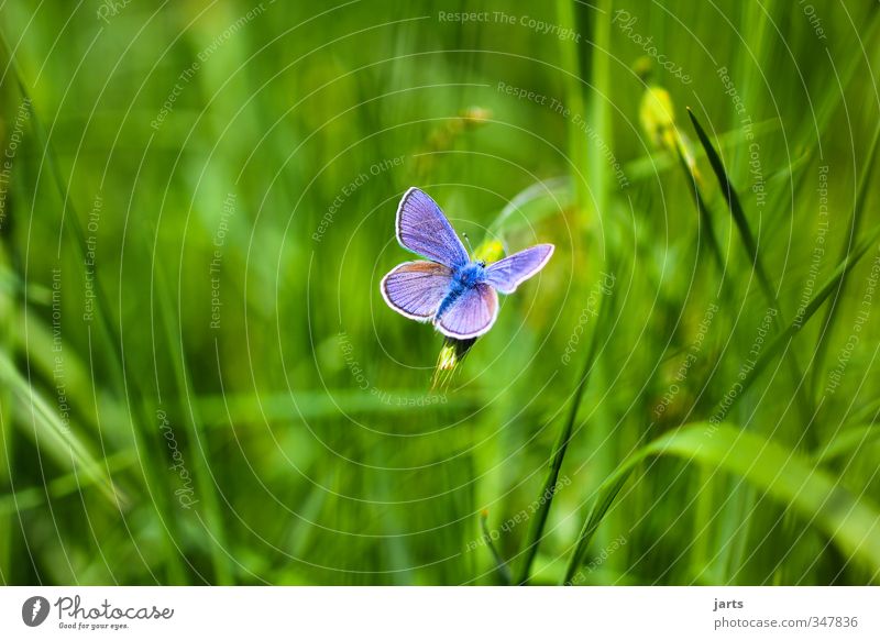 eye-catcher Nature Plant Animal Summer Beautiful weather Grass Meadow Wild animal Butterfly 1 Fresh Natural Blue Colour photo Exterior shot Deserted