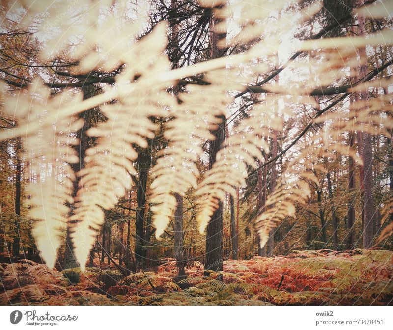 feather duster Fern Colour Guide Forest Autumn Nature Exterior shot Colour photo Plant Deserted Day Environment Light Growth Bushes Close-up Brown Landscape
