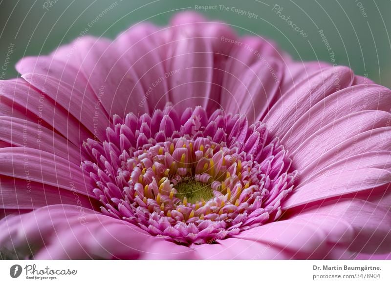 Inflorescence of a Gerbera variety (Asteraceae) Breeding inflorescence Pink Flower Close-up cut flower macro Compositae asteraceae composite