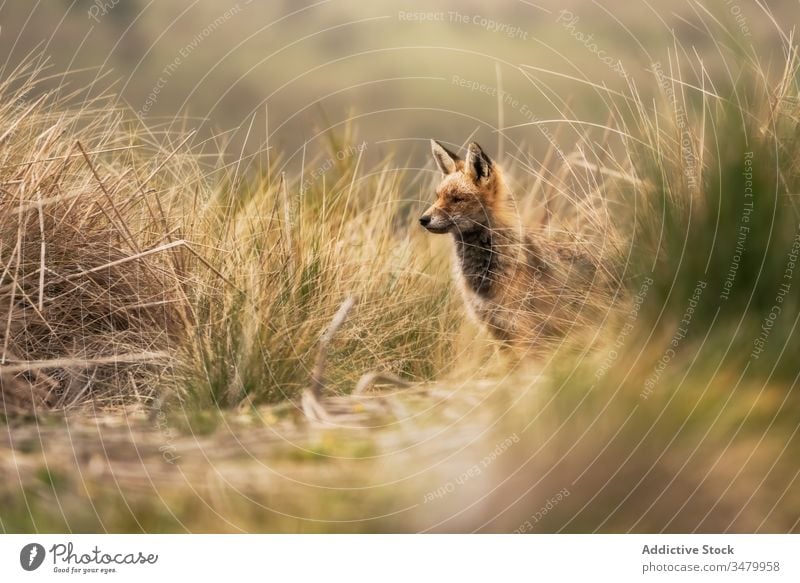 Lovely fox in the field wildlife countryside mammal red nature animal carnivore canine fur cute predator orange outdoor hunter vixen background beautiful furry