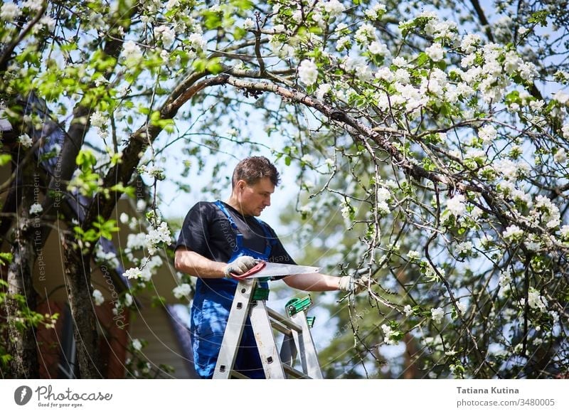 A man with a saw cuts a branch of a blooming apple tree in the garden. work gardener gardening nature outdoor tool agriculture equipment green hand plant sawing
