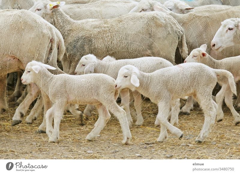 Lambs In A Passing Flock Of Sheep A Royalty Free Stock Photo From Photocase