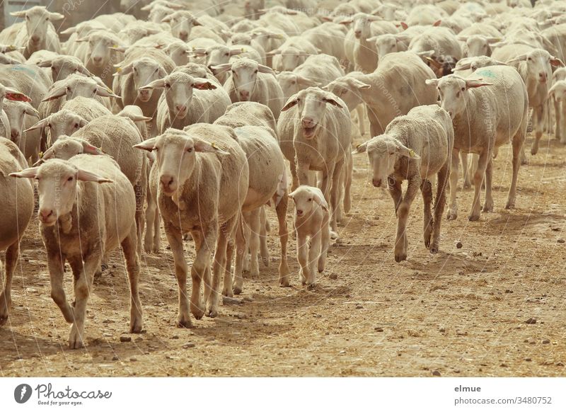 a flock of shorn sheep with lambs running diagonally through the picture from right to left Flock Sheep Lamb Herd Mother Walking herd instinct drift