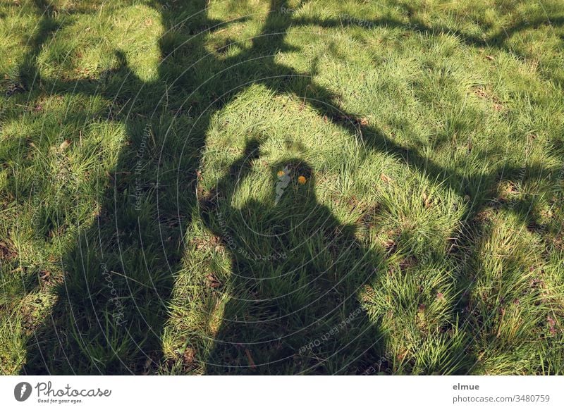 Shadow of waving person and tree on green meadow with yellow dandelion blossoms as apparent eyes Shadow Specter Tree Humor Meadow Green Blossom Funny fun
