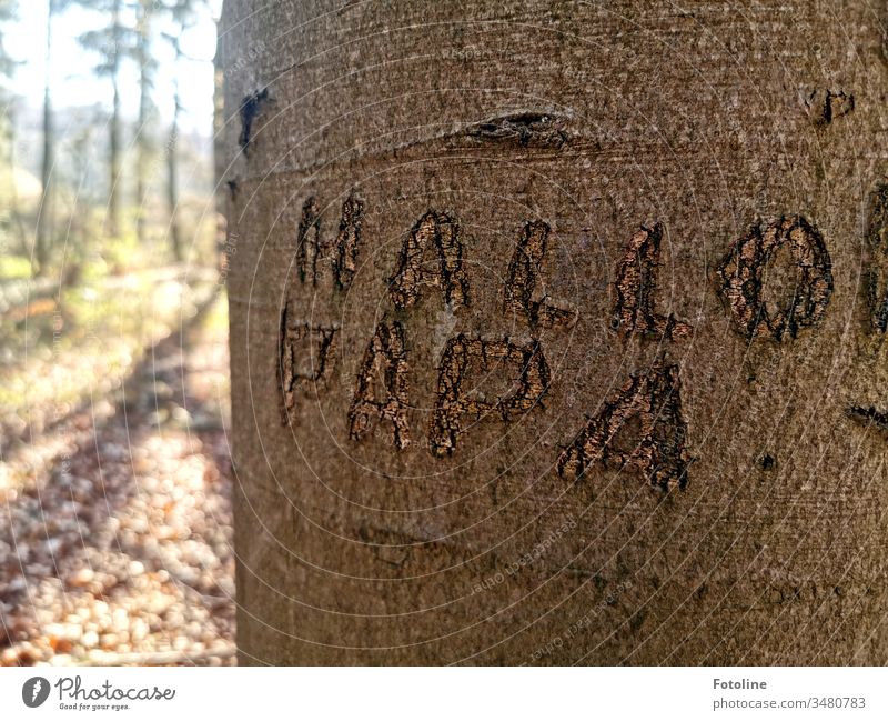 Hi dad! - or a tree with "Hello Daddy" carved into the bark. Forest Tree Nature Landscape Exterior shot Deserted Colour photo Environment Day Plant Natural