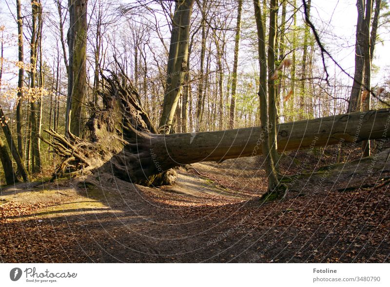 Sabine knocks down the strongest - or a tree in the forest that was uprooted by storm Sabine Forest Tree Nature Landscape Exterior shot Colour photo Environment