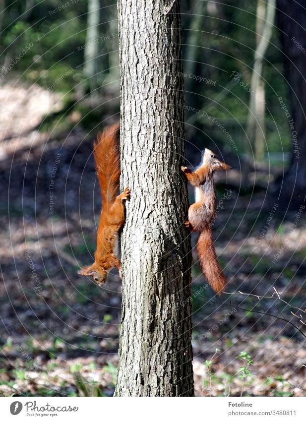 Colourful hustle and bustle in the forest - or 2 squirrels, who were actually 5, chase each other up and down the tree Squirrel Animal Colour photo Nature