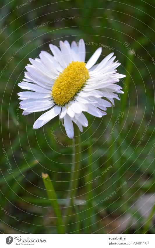 unusual, special, double daisy | symmetry Daisy Strange Uniqueness Exceptional conspicuous Own especially except the row Long Oblong Siamese grown together