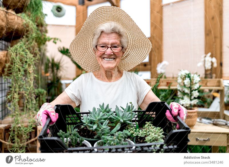 Happy senior gardener with box of succulents woman hothouse smile carry hobby work plant female elderly agriculture greenhouse organic fresh botany horticulture