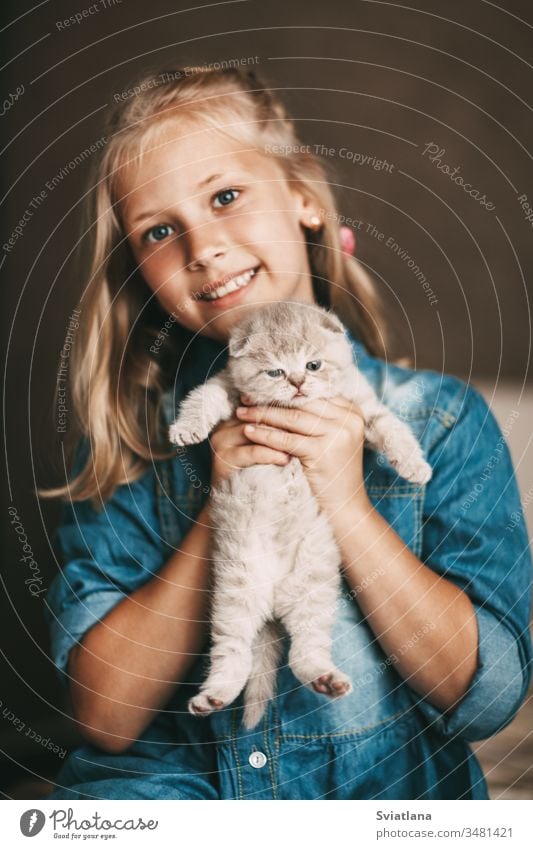 Girl hugs and plays a british little kitten beautiful portrait person female cheerful smile happiness caucasian white hair holding woman beauty adorable