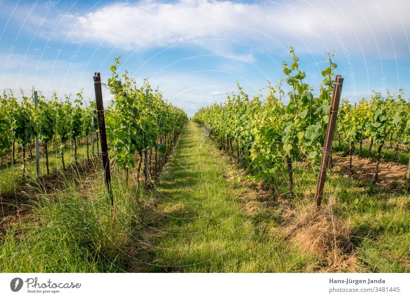 German vineyard with grass and blue sky in spring Vineyard Spring Shoot Green heyday Yellow Sky Clouds Cultivation Agriculture Grass Rhineland-Palatinate France