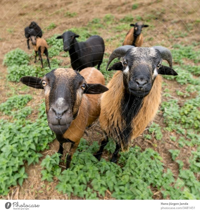 Two cameroon sheep (male and female) stand side by side in the pasture Sheep Cameroon Aries Animal Animal Breeding Way Farm Pet Mammal Milk Meat Fur Wool Brown