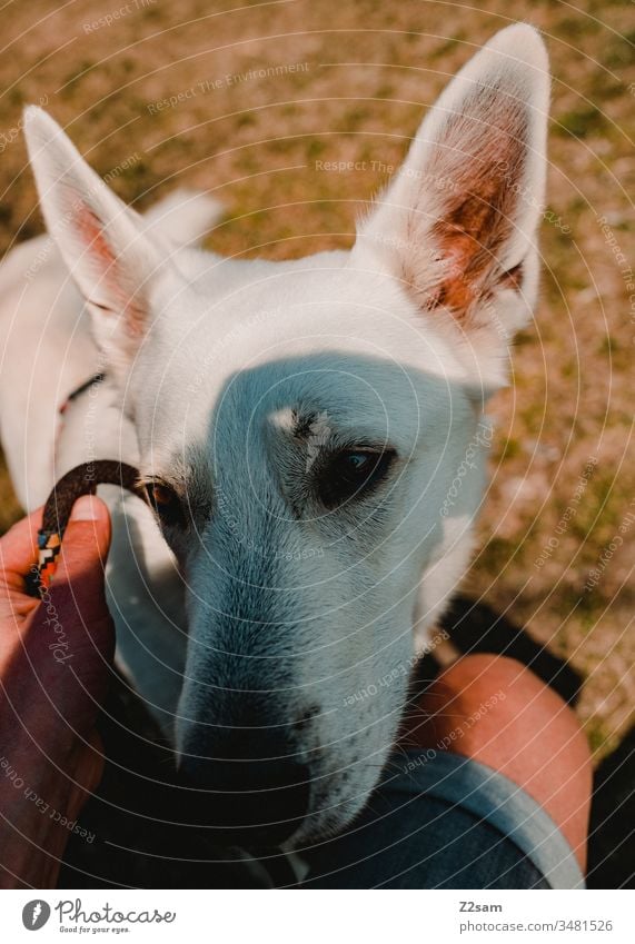 white shepherd dog Shepherd dog White Animal Pet Dog ears Sweet dear Cute Loyalty out Walk the dog Playing Affection Love Pelt Nose snort stop