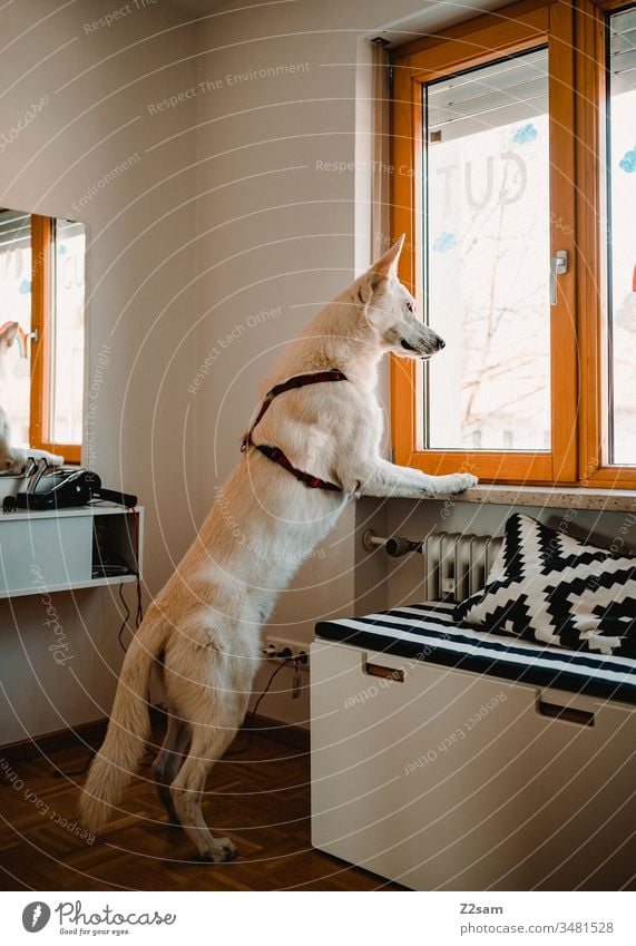 white shepherd dog looks out the window Shepherd dog Dog Pet Animal Colour photo Animal portrait Nature great Deserted Interior shot Window Stand man