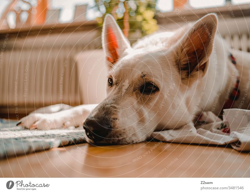 White shepherd dog relaxed Shepherd dog Dog Lie tranquillity Sleep Close-up Animal Pet Colour photo Animal portrait Shallow depth of field Cute Pelt