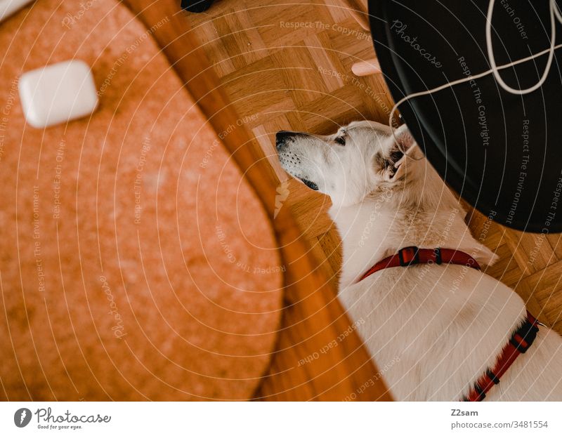 Dog relaxed in the home office labour Cable laptop technique Lie Pet Shepherd dog White Calm well-behaved Bird's-eye view Table work bodne