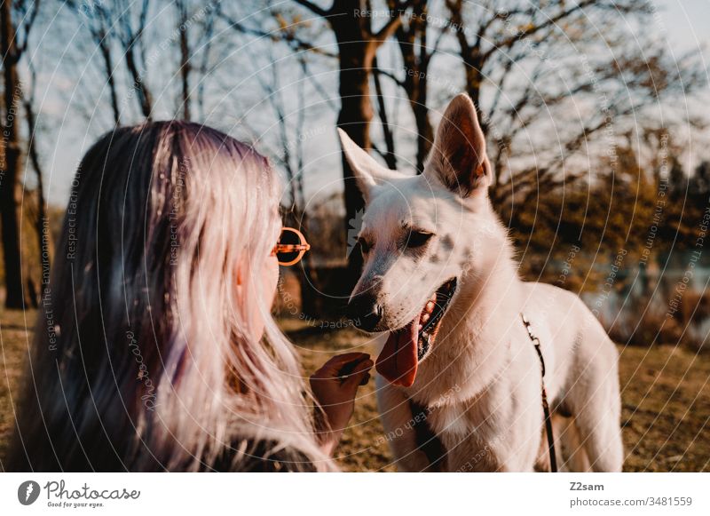Mistress with dog Dog walk upbringing Pet workout delectable bribe Summer Sun Warmth Shepherd dog White Beauty & Beauty observantly Love of animals kind Woman