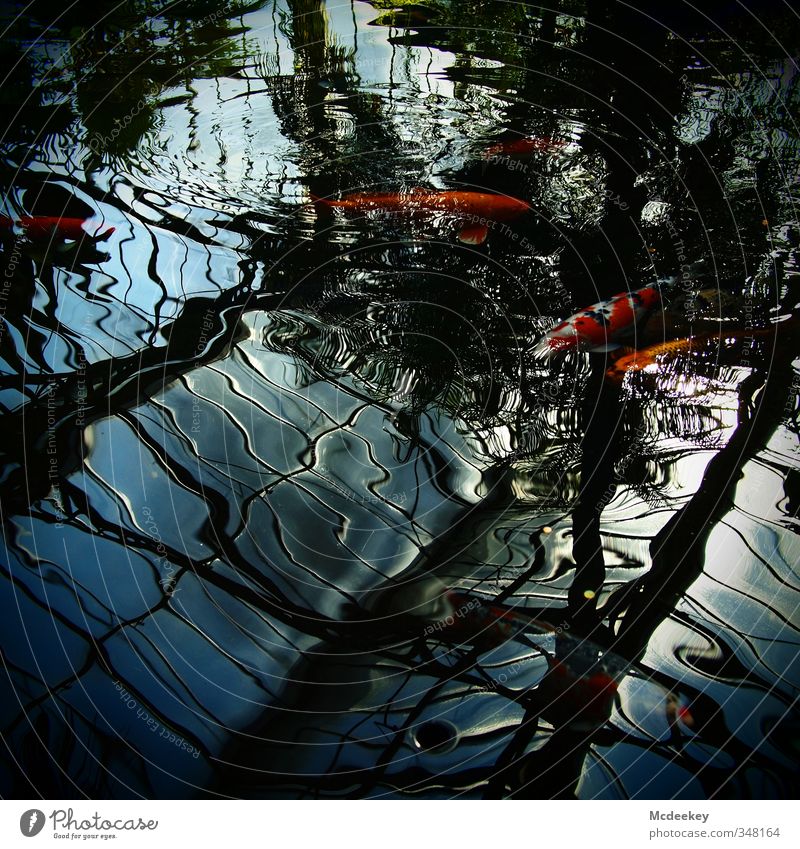 Clear view ahead! Nature Animal Water Beautiful weather Pond Wild animal Fish Zoo 4 Group of animals Flock Exotic Fresh Glittering Wet Natural Blue Gray Green