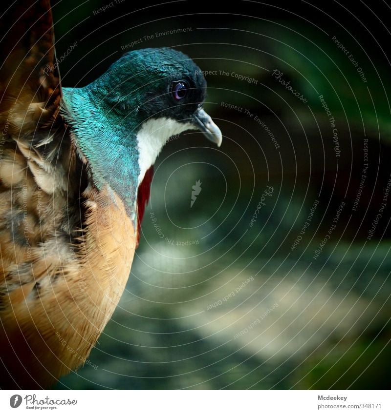 love dance Animal Wild animal Bird Pigeon Animal face Wing Zoo 1 Elegant Success Rebellious Blue Brown Multicoloured Gray Green Orange Red Black White Feather
