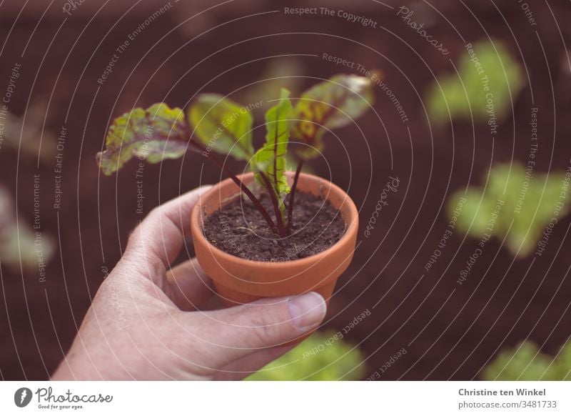 Beetroot plant in a clay pot, held by a woman's hand beetroot little plant young vegetables Vegetable plants Garden Bed (Horticulture) plant pot Spring