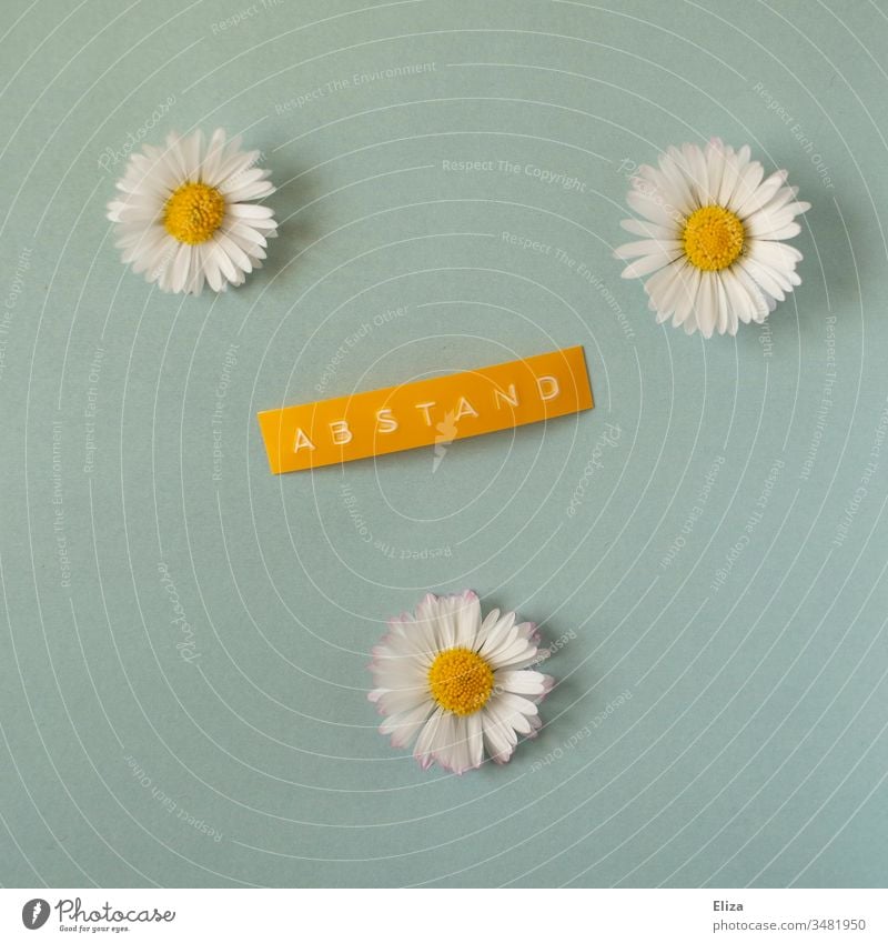 3 daisies with the lettering distance, symbolizing the concept of social distancing outside during the corona crisis and in spring and summer gap