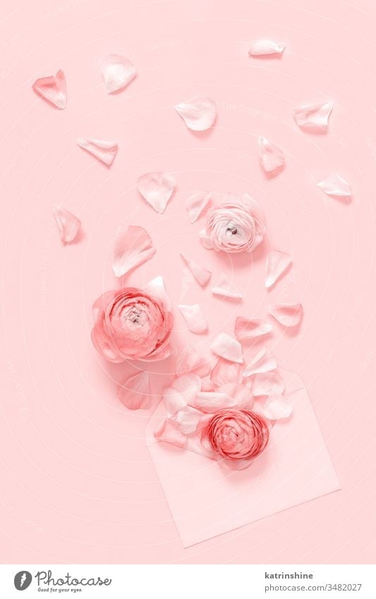 Pink  flowers and petals blowing up from an envelope on a light pink  background ranunculus spring blow up romantic pastel flat lay monochrome composition roses