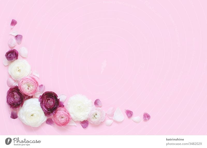 Corner frame made of pink and cream flowers on a light pink background ranunculus spring romantic fuchsia pastel flat lay composition roses top view above