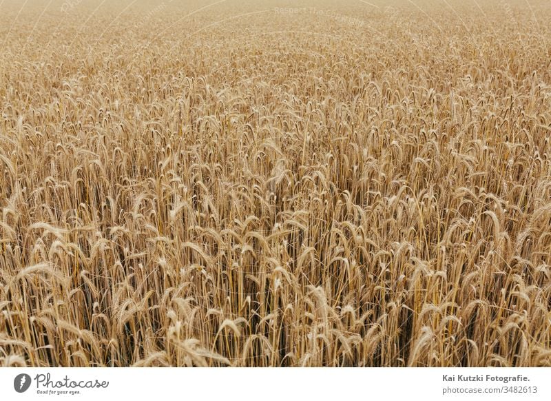 wheat field texture background grain crop agriculture autumn banner bread cereal country countryside cultivated detail europe fall farm farming farmland flour