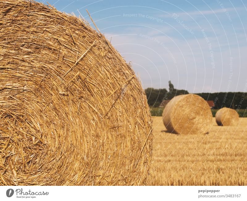 Crop circles, round bales of straw lying on the harvested field