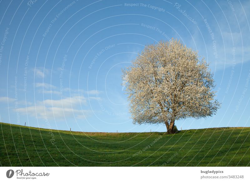 Single white flowering tree on a green meadow in spring in the sun in front of a blue sky with few white clouds Tree Meadow Sky Clouds Fence White Spring