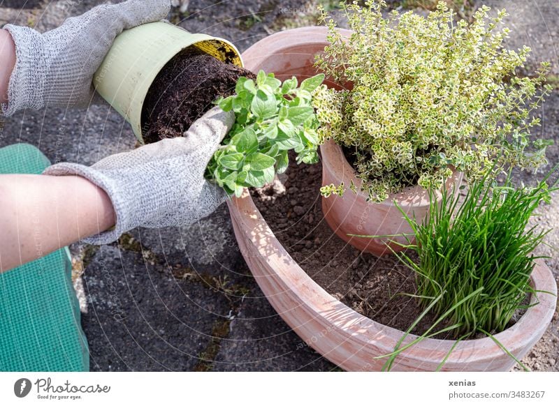 Basil is taken out of the pot by the hands of an amateur gardener in working gloves and is soon planted with other herbs implant Work gloves Chives