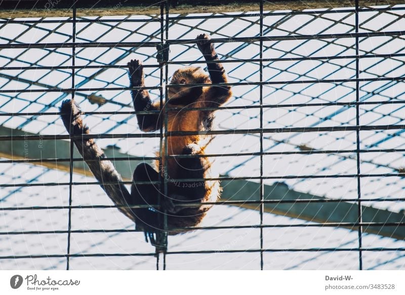 Monkey at the zoo locked in a cage desperate monkey Animal penned Cage Zoo Fear sad erupt lattice bars jail Captured output lock corona coronavirus animal park