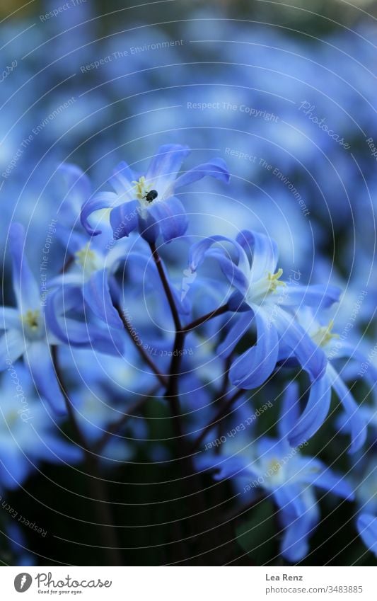 Beautiful flowers in the garden, Germany. nature spring blue plant blossom purple macro floral bloom beauty petal summer beautiful forget-me-not wildflower