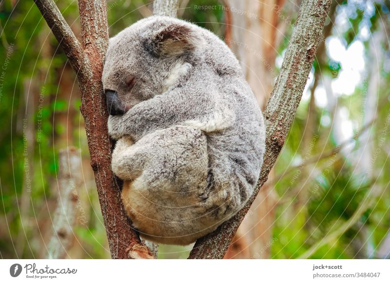Stay calm in an oppressive situation my friend Koala Australia 1 Safety (feeling of) Serene Idyll Goof off Hunting Blind Eucalyptus tree Behavior Subdued colour