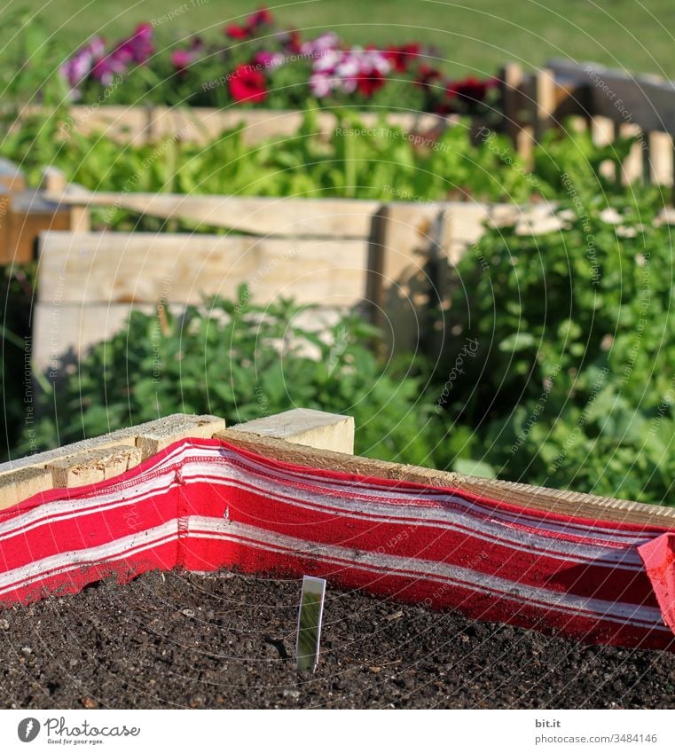 Now she was annoyed that she hadn't sewed a mask from the last piece of fabric. Garden Garden Bed (Horticulture) Sowing plants Urban gardening Garden bed raised