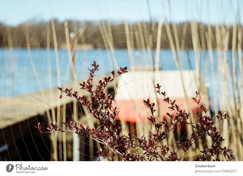 Red motor boat at the jetty of a lake, in front of it a dark red plant and reed grass Lake Motorboat Footbridge Plant twigs Sun Spring Wait Normality Water