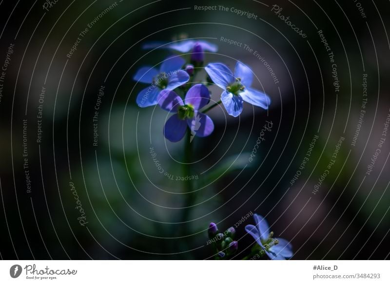 Spring blue and purple blossom macro nature early bloomers beautiful beauty blooming blooms blue flowers blue wildflower botanical close-up closeup early spring