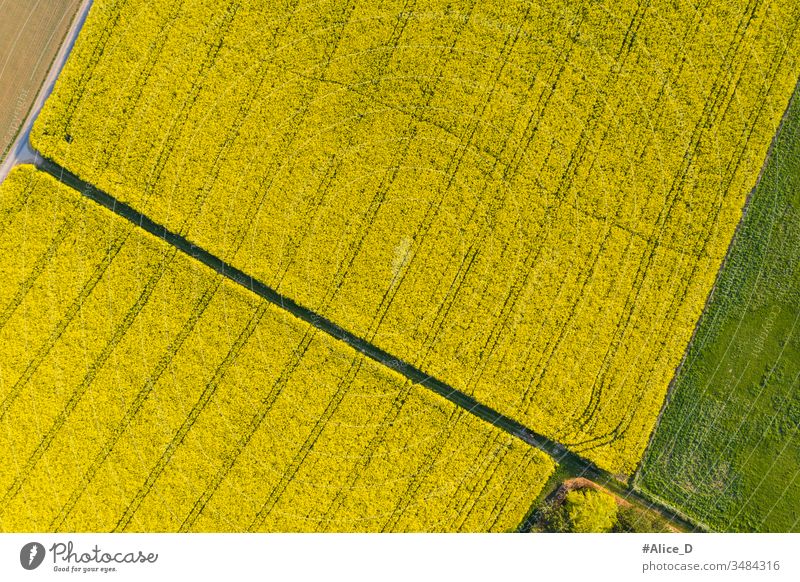 Aerial view of blooming Rape field  Nature Farmland from above aerial agricultural agriculture backdrop background bird's-eye bright canola color country