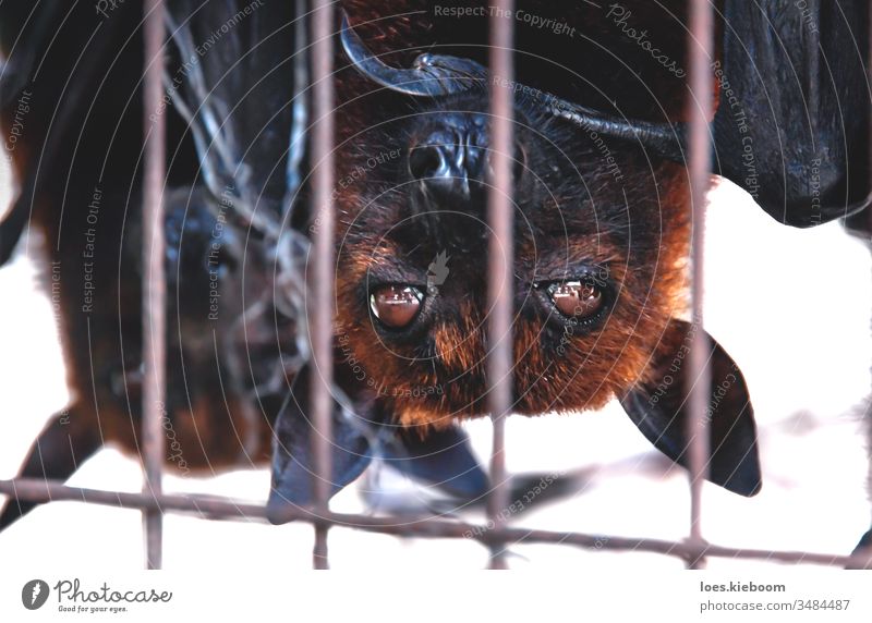 Close up of Flying foxes bats upside down in a cage at a market for food, Sumatra, Indonesia wildlife animal black flying fruit mammal corona virus soup vampire