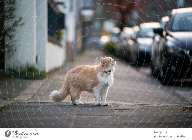 invisible car cat