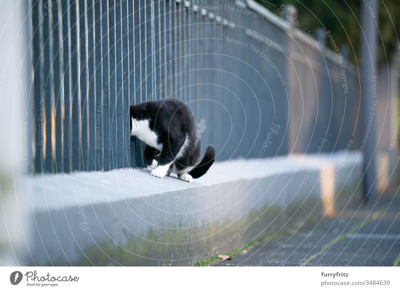 curious black and white cat sticks her head through a fence on the street Cat pets One animal mixed breed cat shorthaired cat tabby Tuxedo black on white