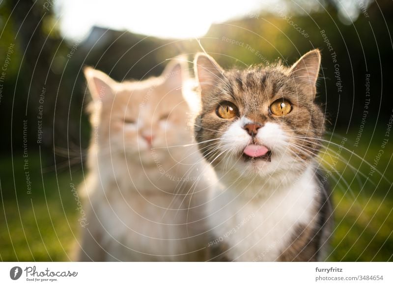 funny portrait of two cats of different breeds Cat pets Two animals purebred cat Longhaired cat maine coon cat British Shorthair tabby differently variation