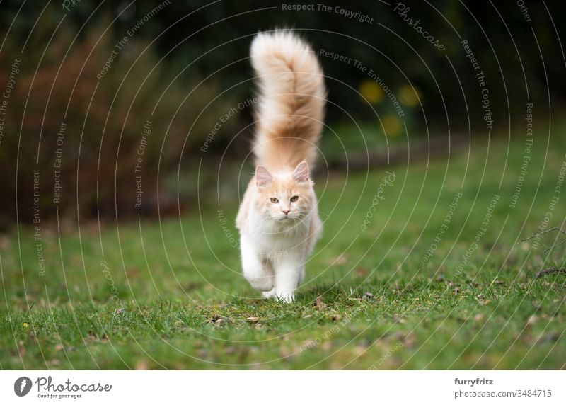 young Maine Coon cat with fluffy, long tail in the garden Cat pets One animal purebred cat Longhaired cat maine coon cat White Fawn Beige cream tabby Outdoors