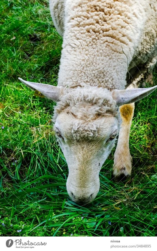 Sheep eats grass Meadow Willow tree To feed Grass Colour photo Herd Exterior shot Animal Nature Animal portrait Green Day Flock Field Landscape Farm animal