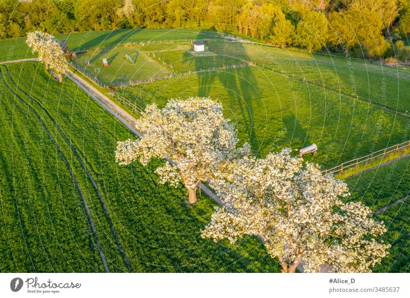 spring Blooming Fruit trees on bright green agriculture fields above aerial aerial view agricultural apple background blooming branch countryside drone